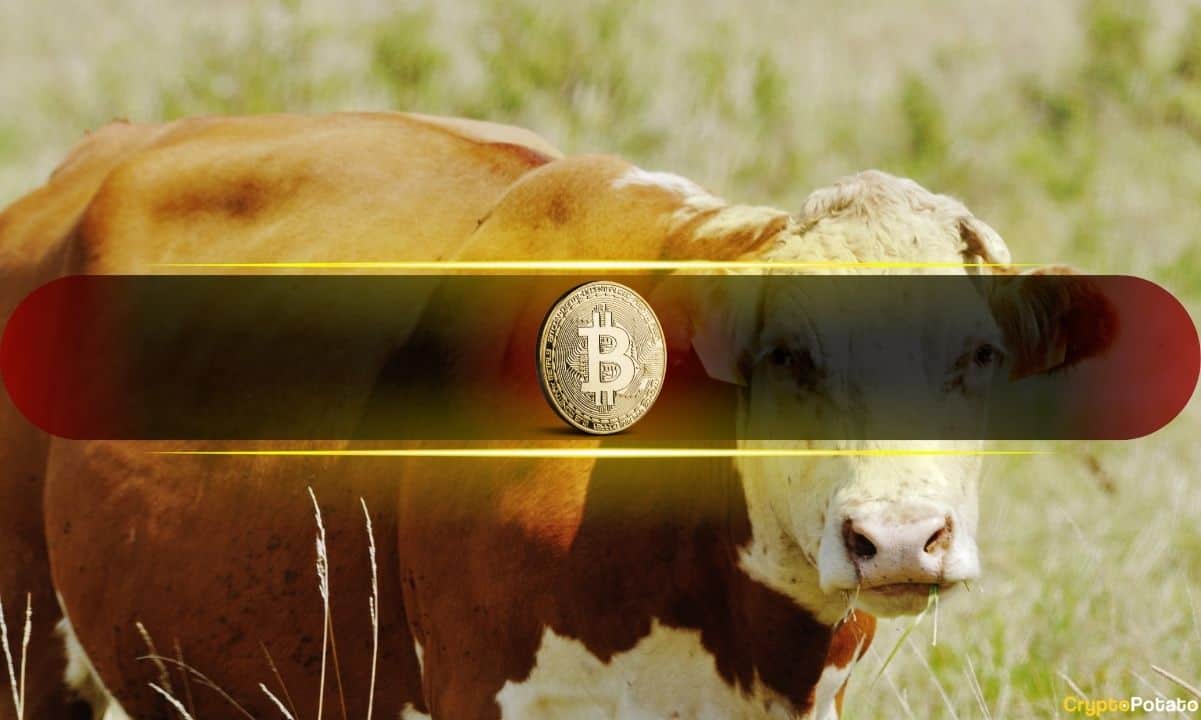 Bitcoin MVRV Ratio Indicates Potential for Another Rally, Analysts Assess Calculations