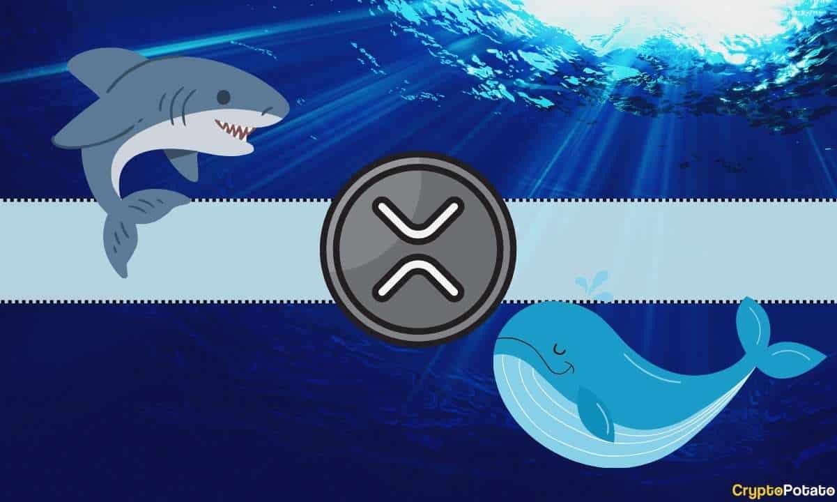 Decoding the Recent Decline in XRP Values: Are Ripple Whales Influencing the Shift Under $2.5?