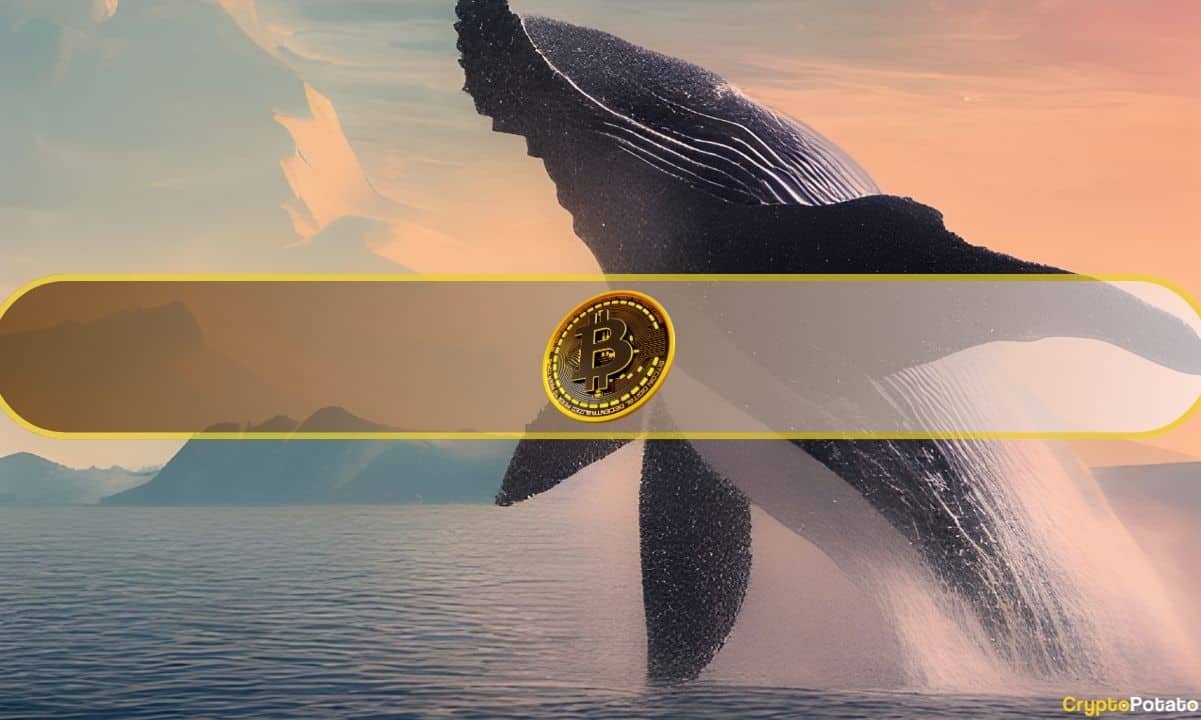 BTC Price Drop Sparks Surge in $1 Million Whale Transactions: Key Insights