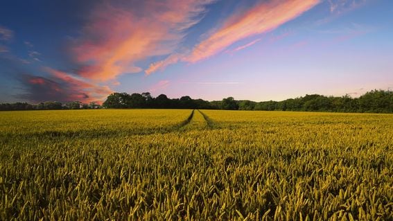 AgriDex Partners with Stripe to Enhance Agricultural Trade Efficiency