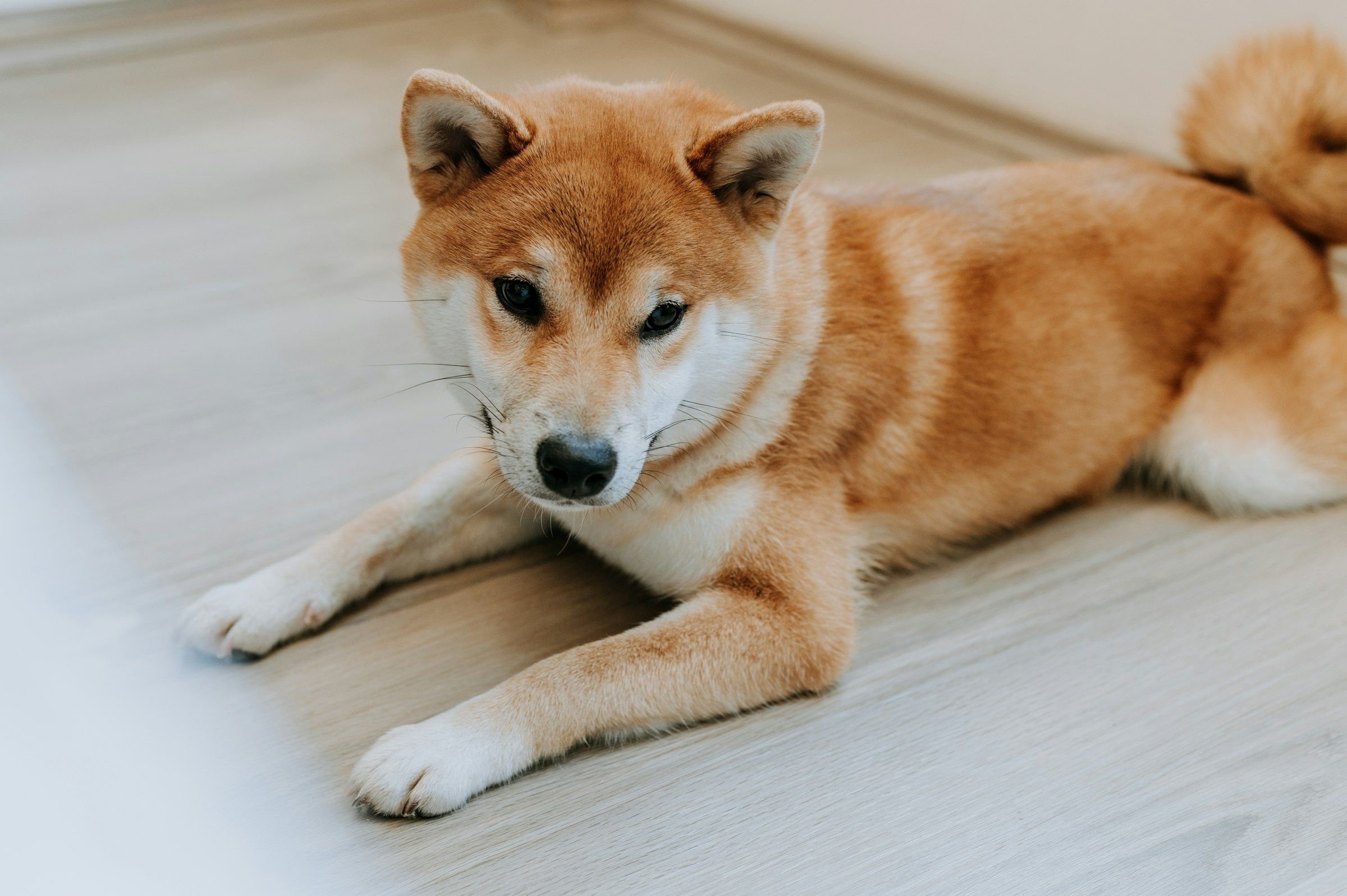 DOGE Plummets Below Uptrend Line, Indicating Possible End to Five-Month Surge