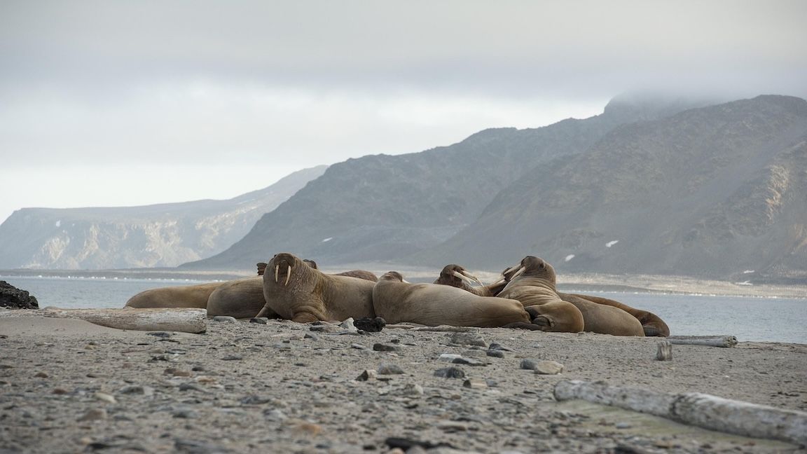 Walrus Data Storage Protocol Secures $140 Million in Token Sale Before Mainnet Launch