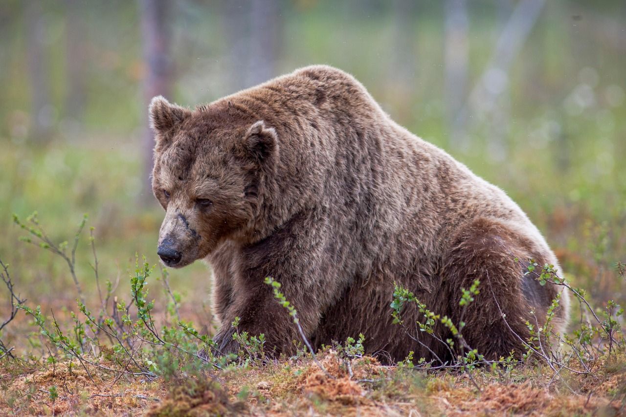 The End of Ether Bears: What It Means for ETH Prices