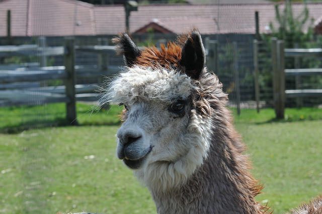 Alpaca Finance to Cease Operations by the End of 2025