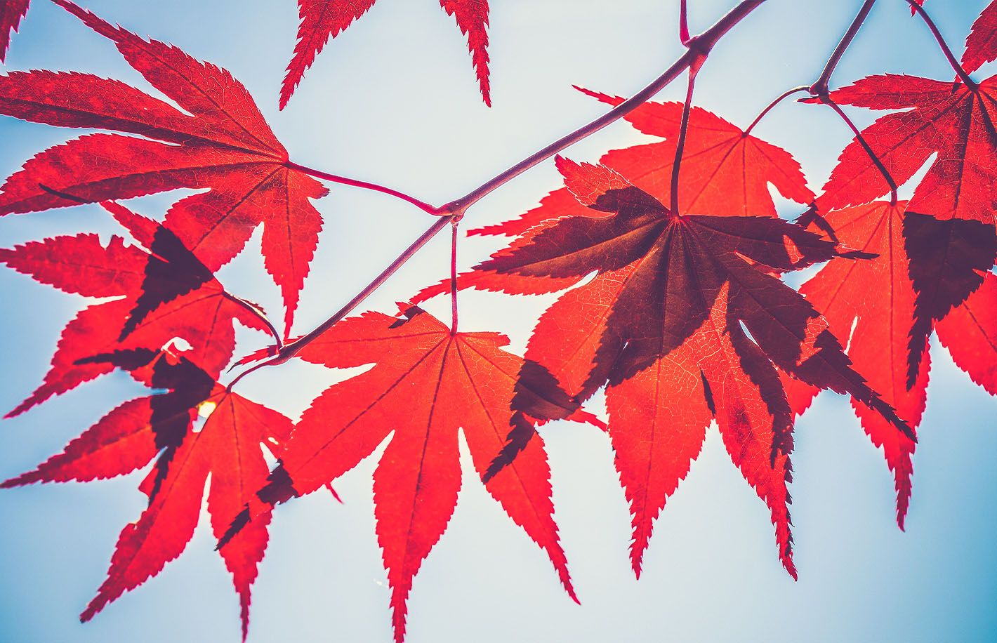 Maple Finance Ventures into Solana with Chainlink Infrastructure