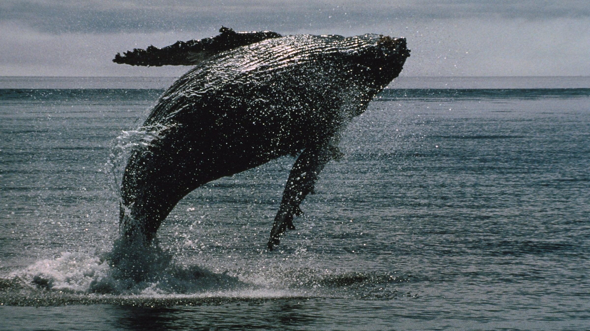 XRP Celebrates 12-Year Achievement as Whale Count Surpasses 2,700, Holding Over 1M XRP According to Onchain Data