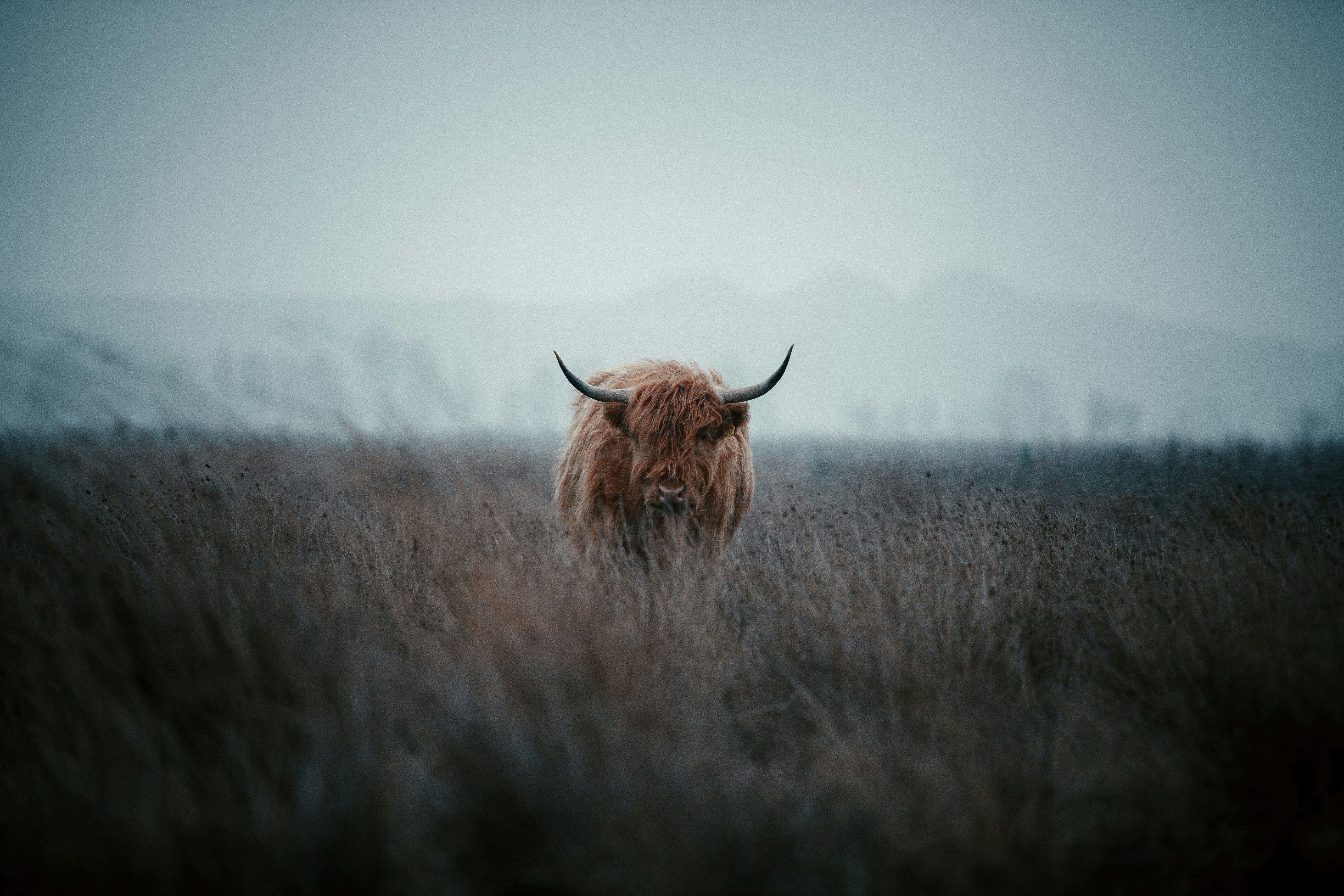 Bitcoin Investor Contemplates Corporate Treasury Strategy Amid Flat Prices