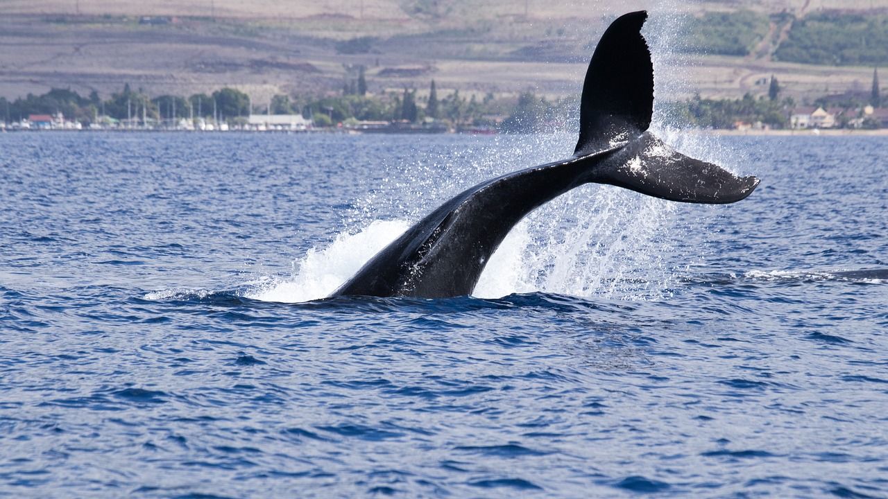 Crypto Investors Remain Unfazed by Inactive Bitcoin Whale Transactions While Taking Profits from XRP, DOGE, and SOL