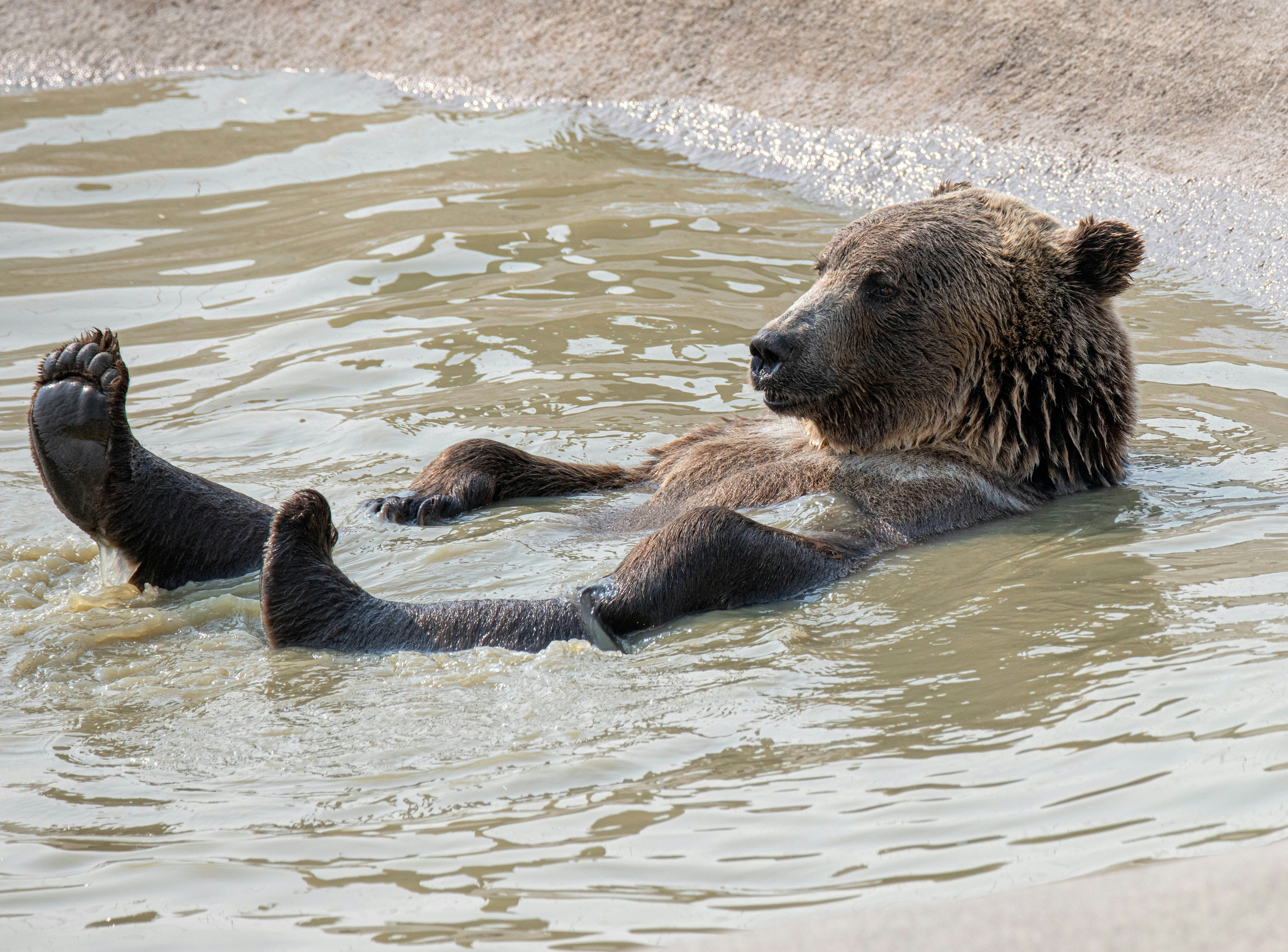 Bears Give Up as Anti-MSTR Leveraged ETF Reaches All-Time Low