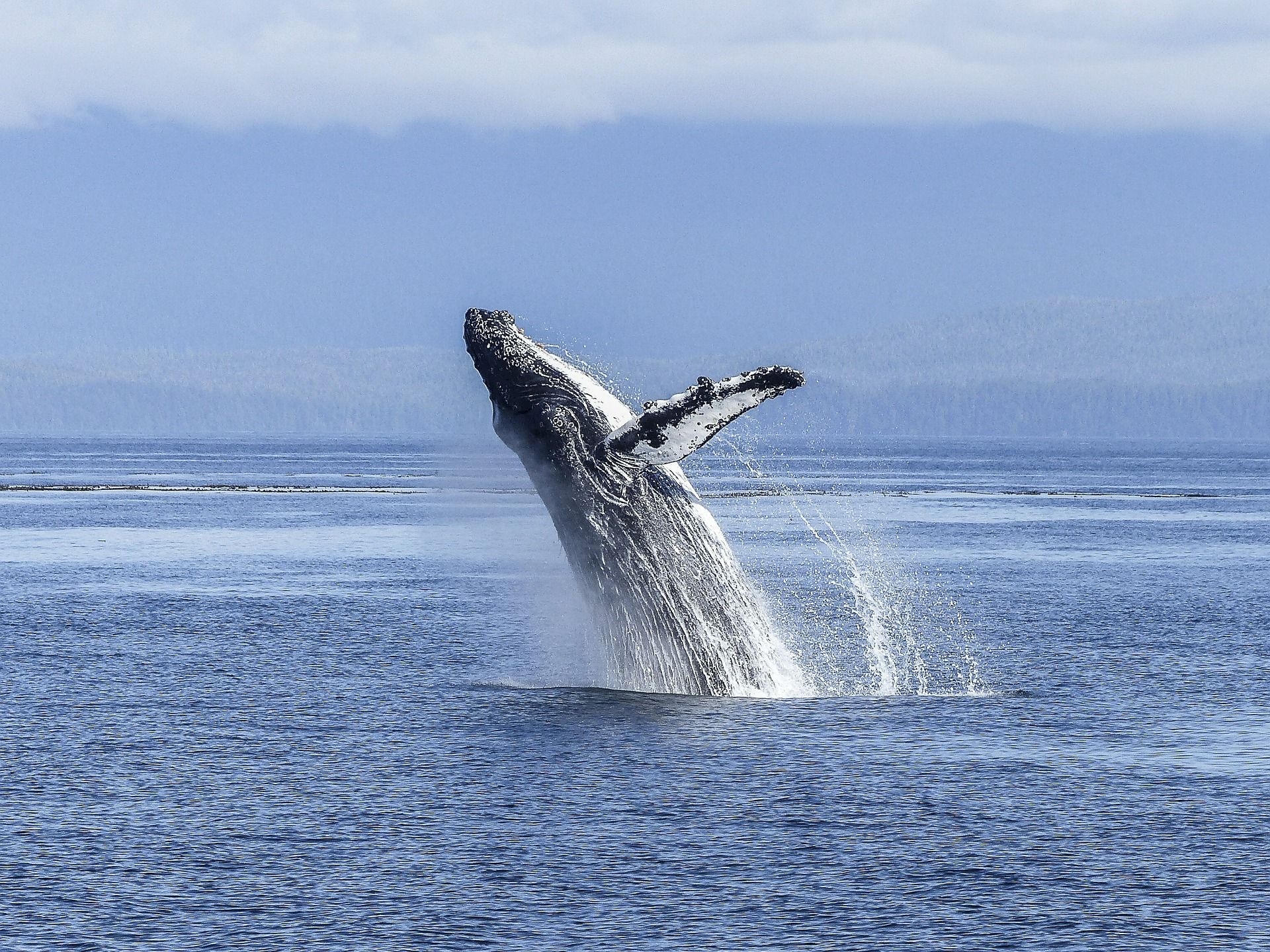 Bitcoin's Price Surge Stalls as Whales Begin to Move: Insight for July 15, 2025