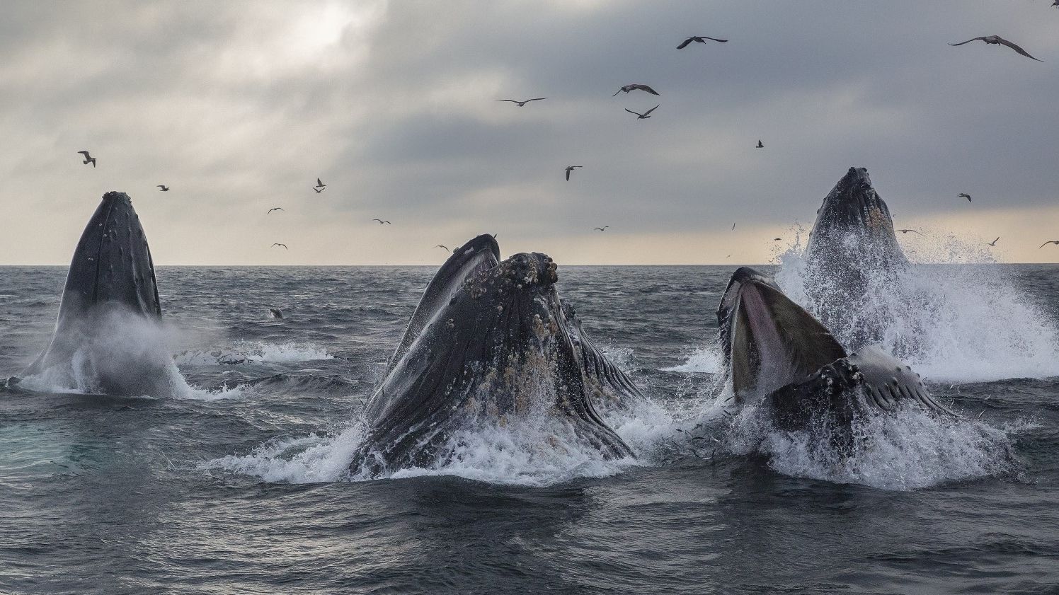 Satoshi-Era Whale Offloads 9,000 BTC for $1 Billion as Bitcoin Slips Under $117K