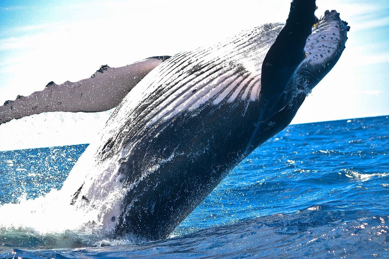 ETH's Price Drop of 10% Contrasts with $300 Million Whale Purchase