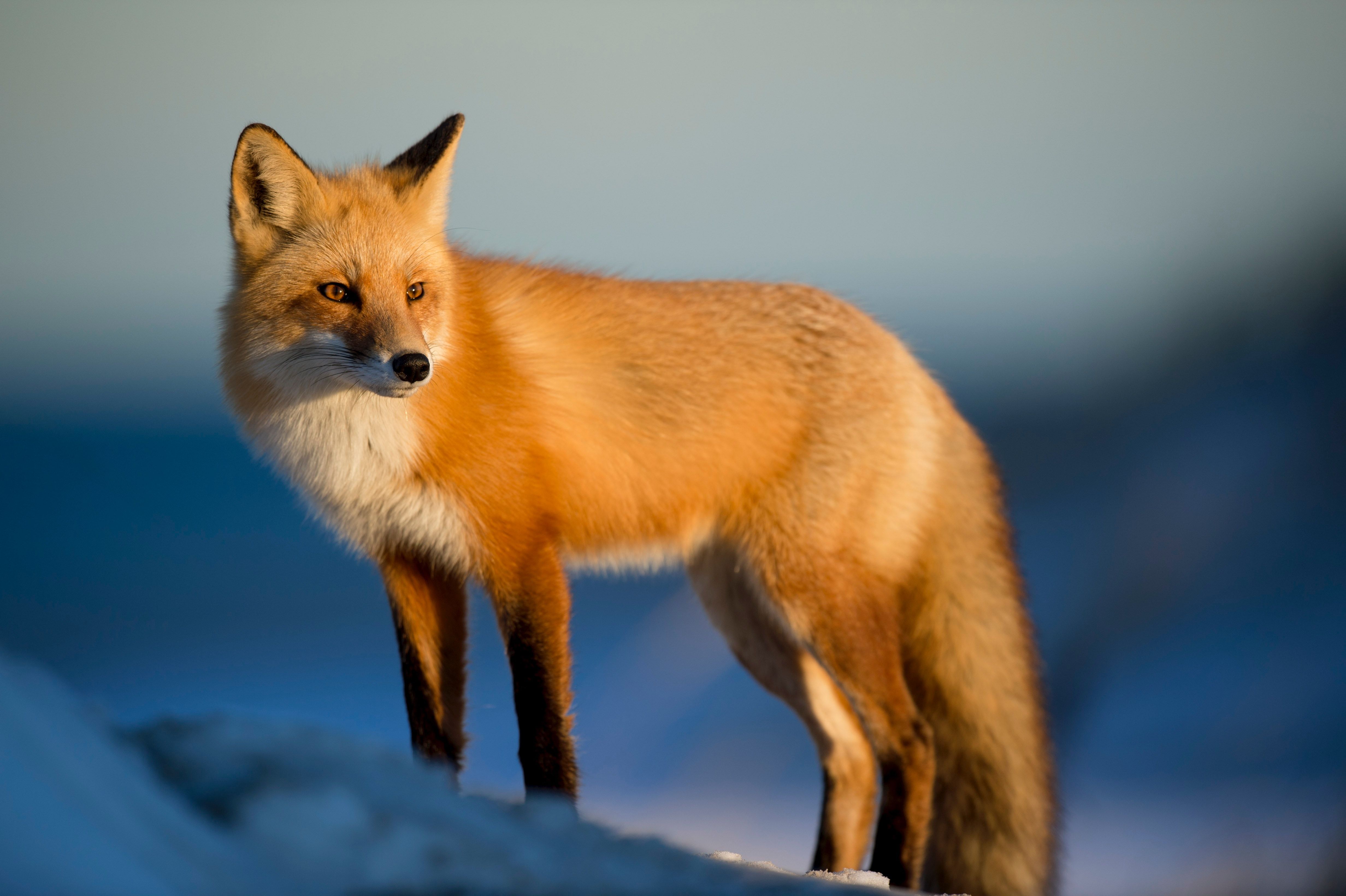 MetaMask Set to Launch Its Own Stablecoin This Week