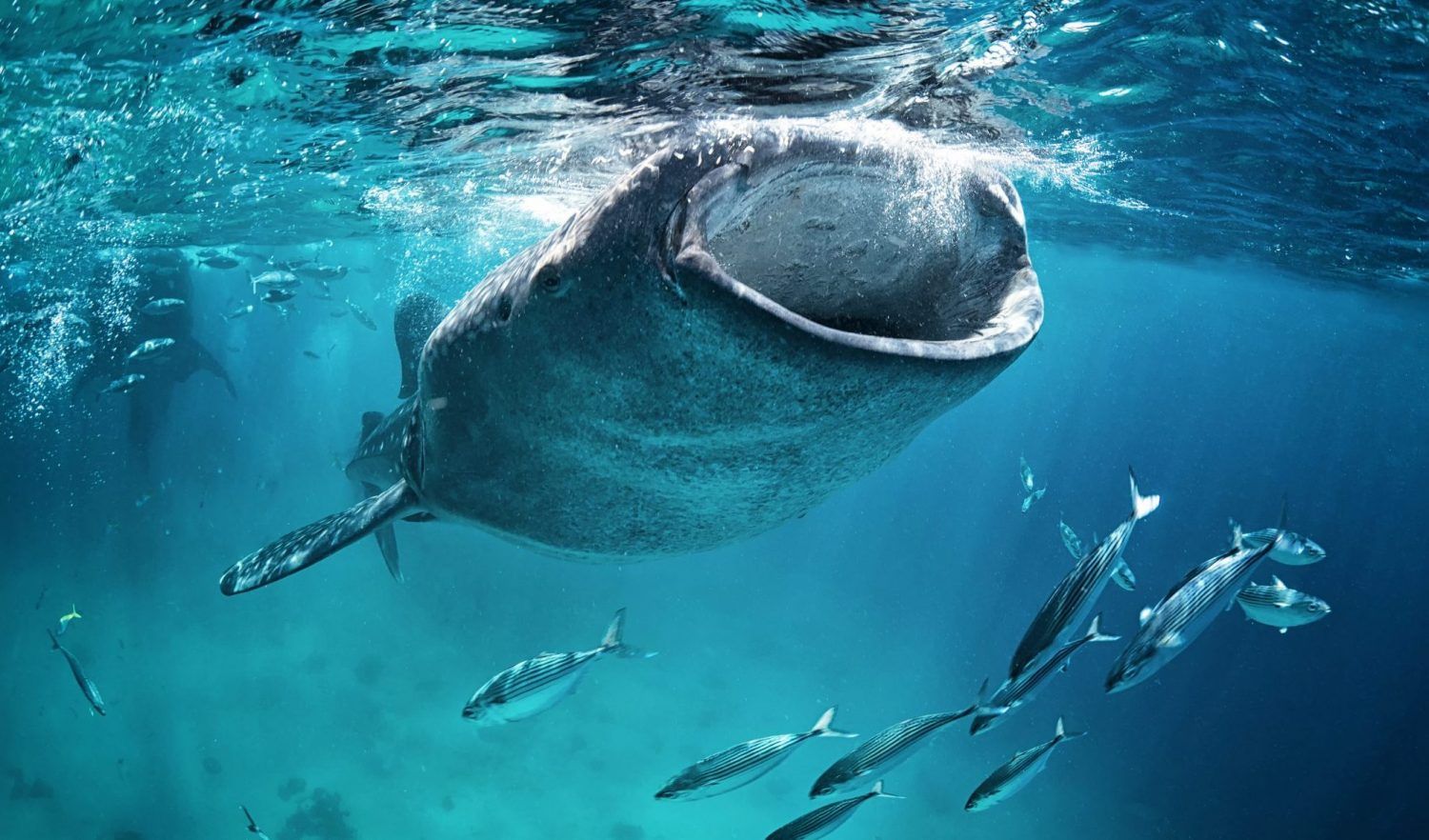 How Major Liquidations Highlight Whale Strategies in Bitcoin Market