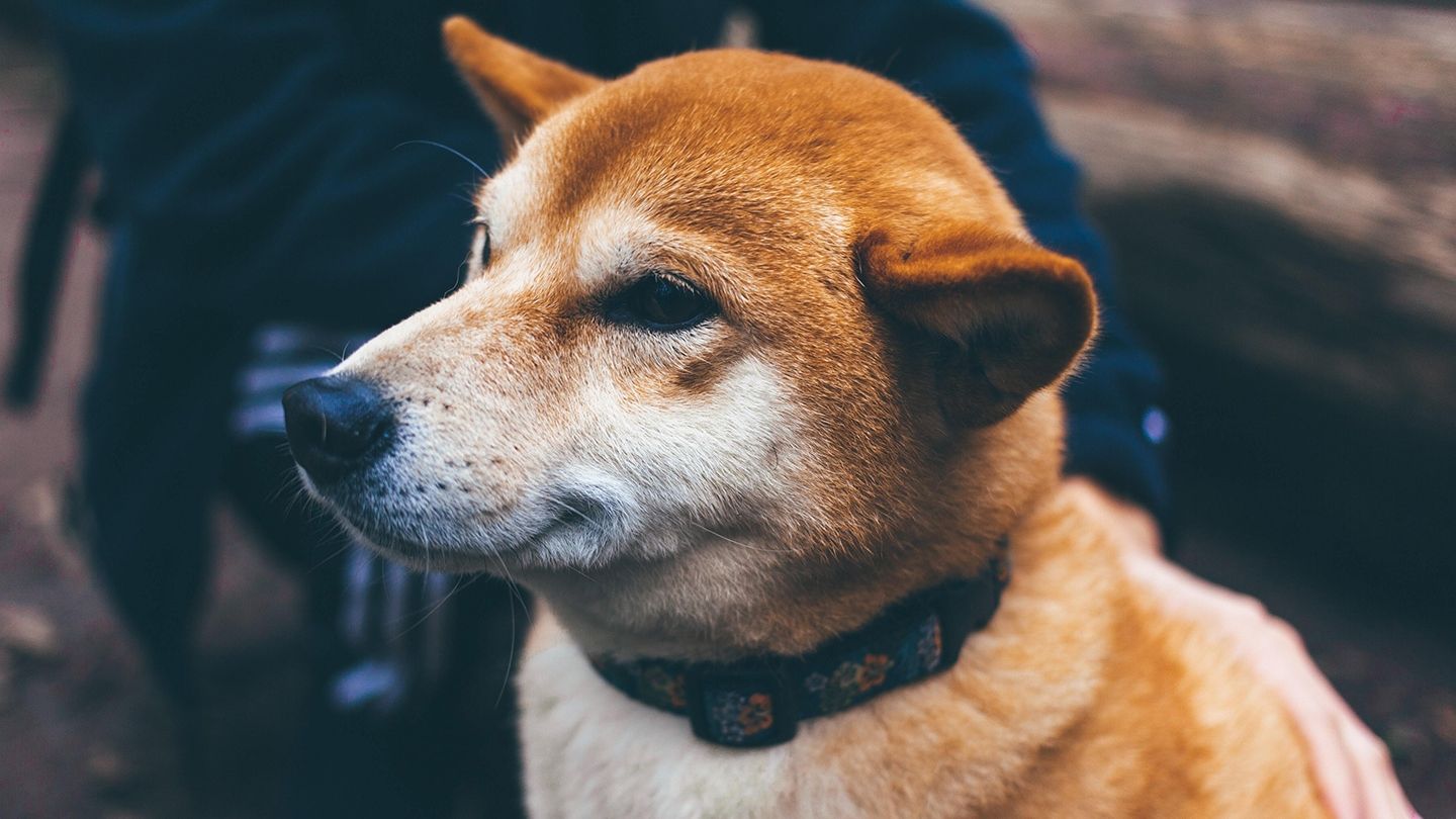 CleanCore Strikes $175 Million Deal to Create Dogecoin Treasury; Stock Plunges 60%