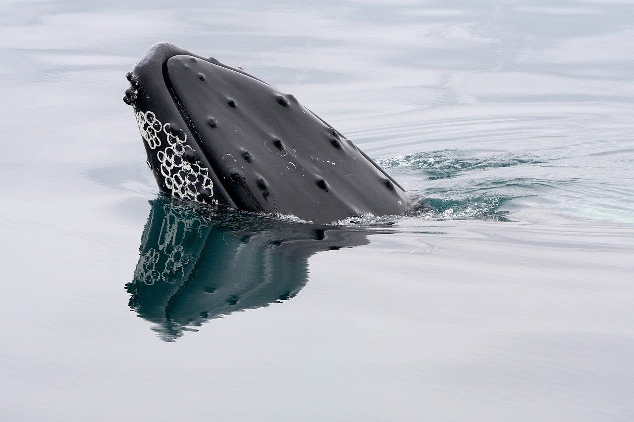 Whale From Ethereum's ICO Moves $646M After Years of Inactivity