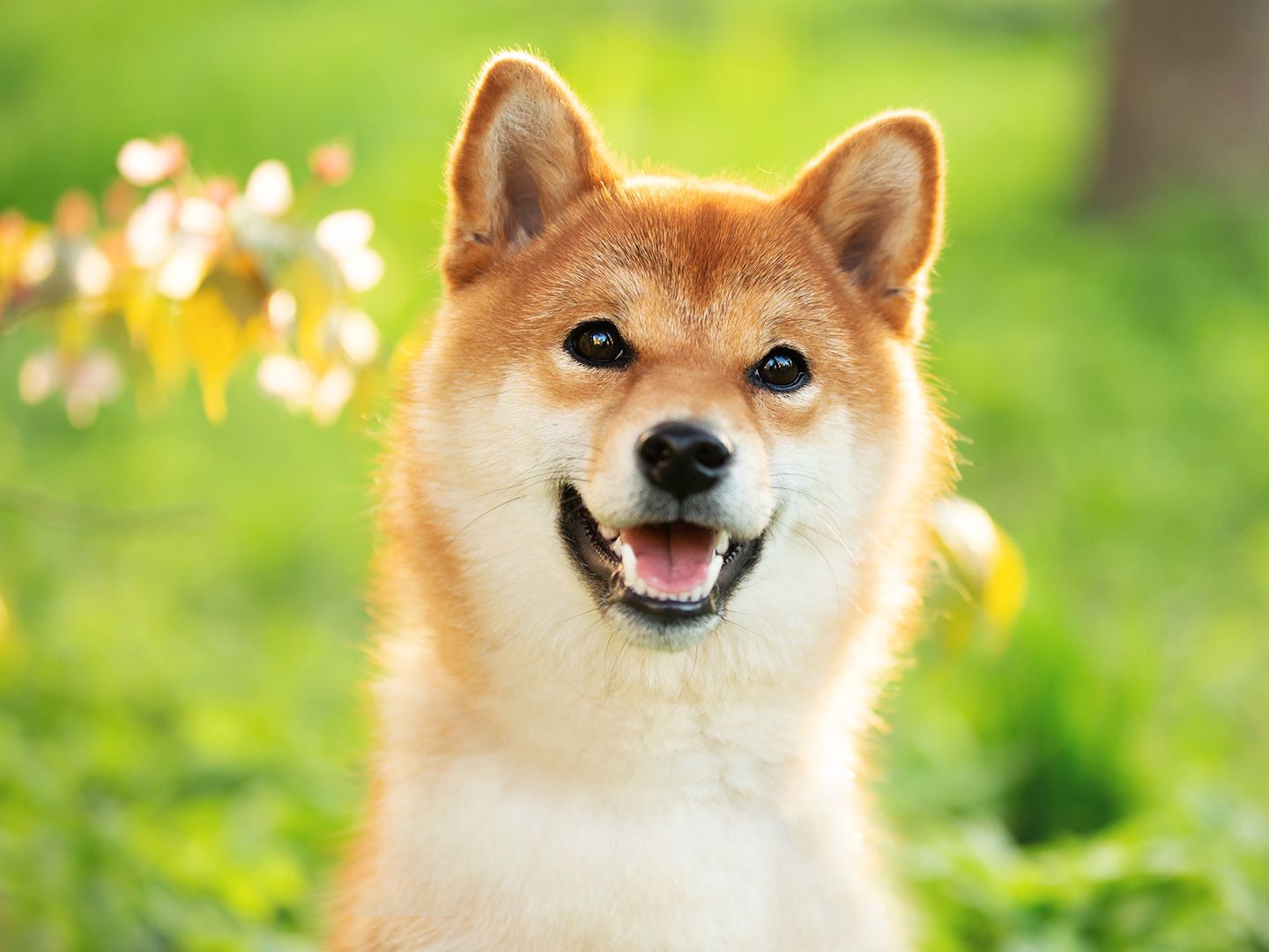 Shiba Inu Developers Overcome Final Obstacles for LEASH v2 Transition